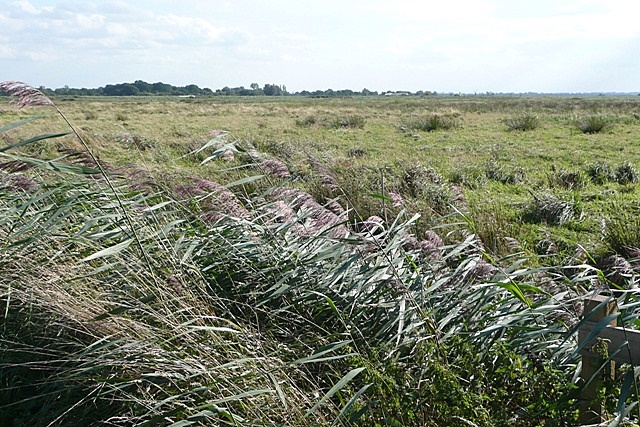 File:Horse Fen - geograph.org.uk - 972283.jpg