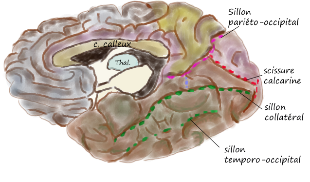 File:Infero-interne sillons.png