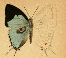 <i>Iolaus alcibiades</i> Species of butterfly