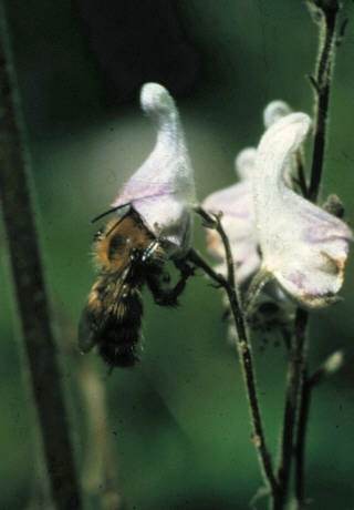 <i>Bombus consobrinus</i> Species of bee