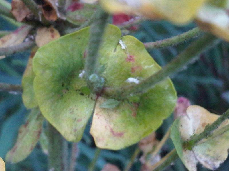 File:Macrosiphum rosae L16.jpg