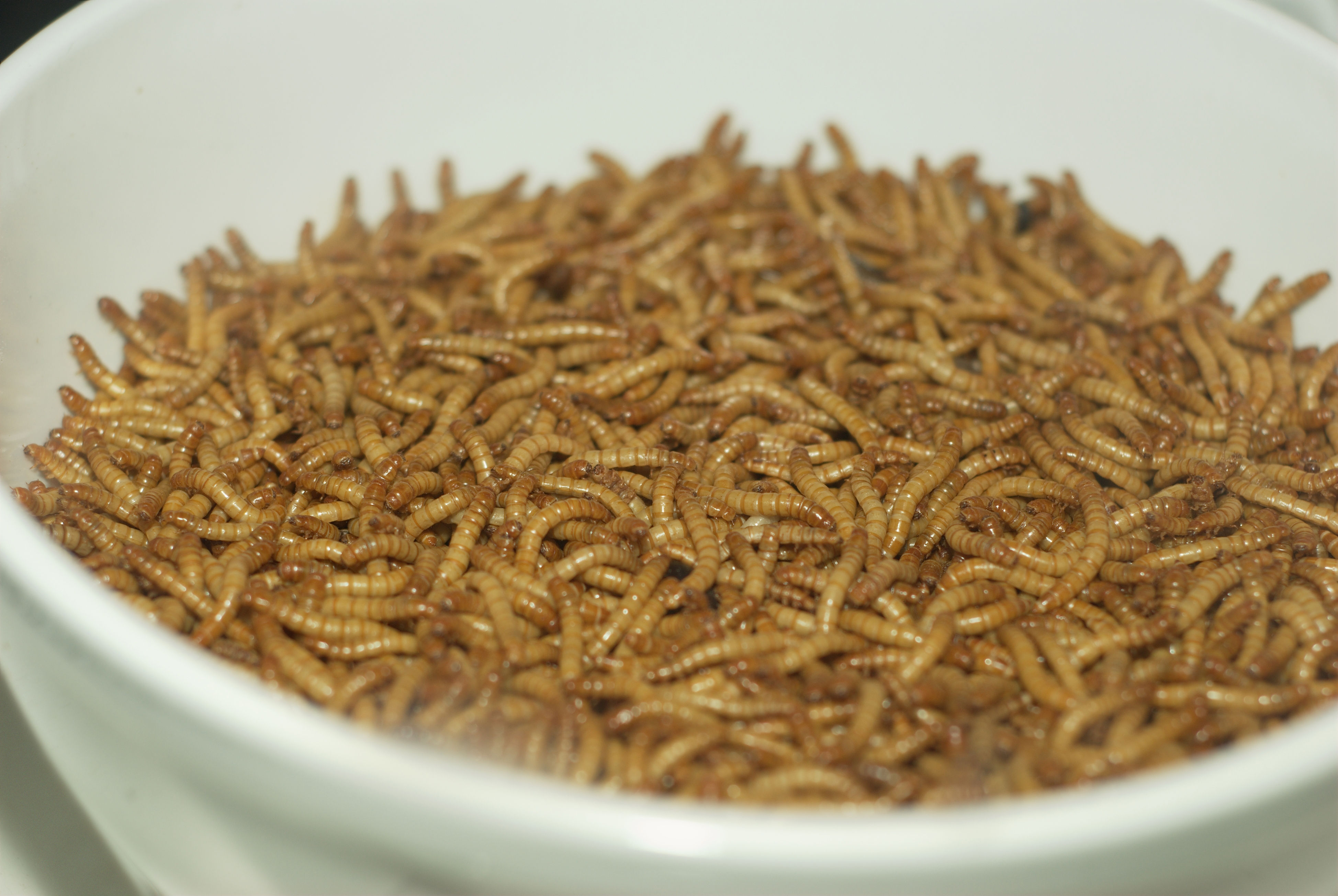 Resultado de imagen de Mealworms