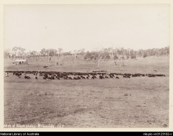 File:Mob of black sheep, Braeside, 1894.JPG