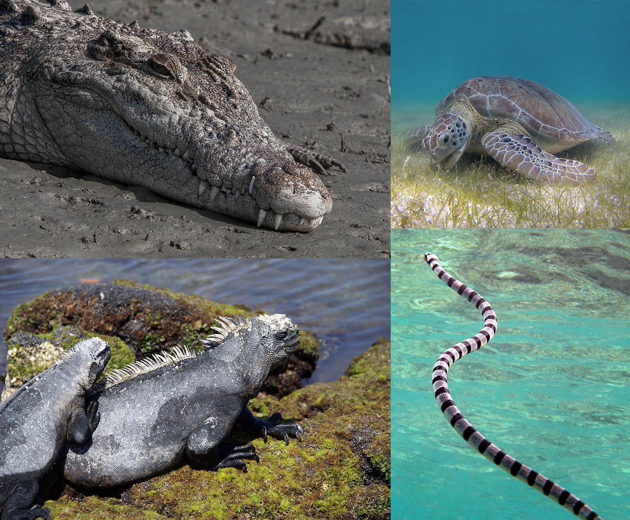 Marine reptile - Wikipedia