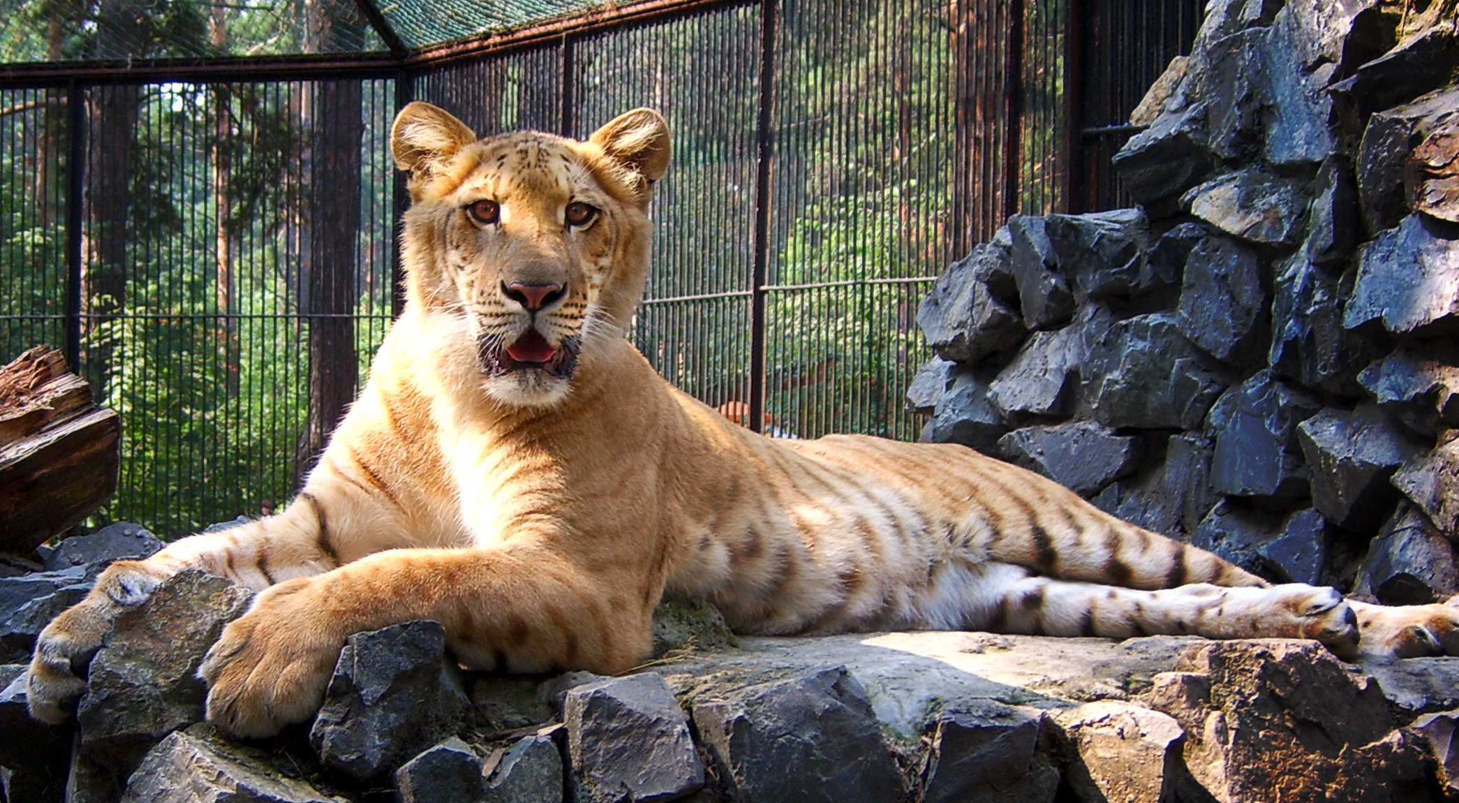 https://upload.wikimedia.org/wikipedia/commons/a/ad/NSK-ZOO-liger.jpg