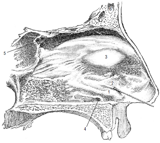 File:Nasopalatine and vomeronasal duct.png