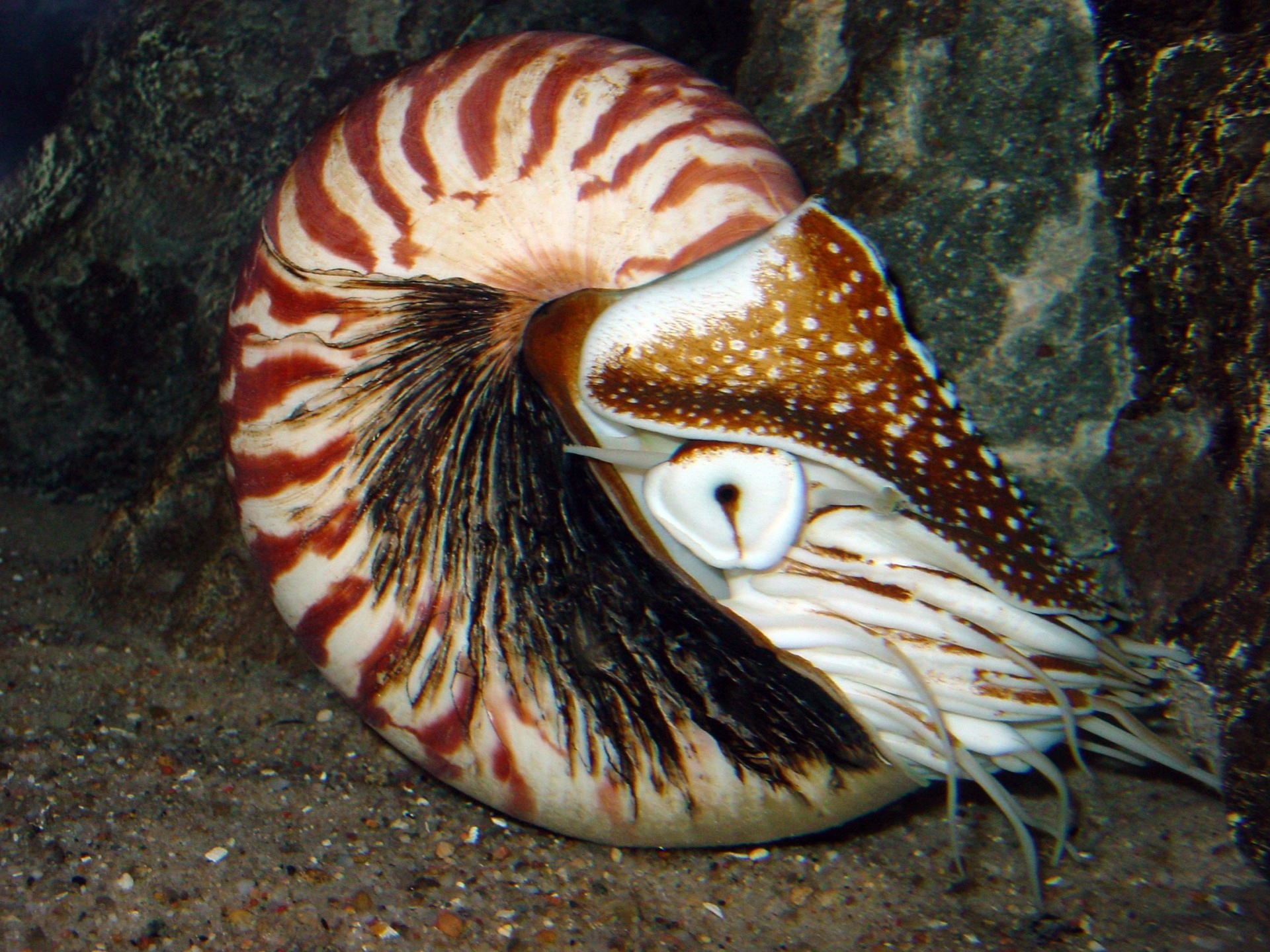 Nautiloid - Wikipedia