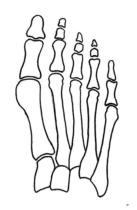 File:Normal foot skeleton1.jpg - Wikipedia