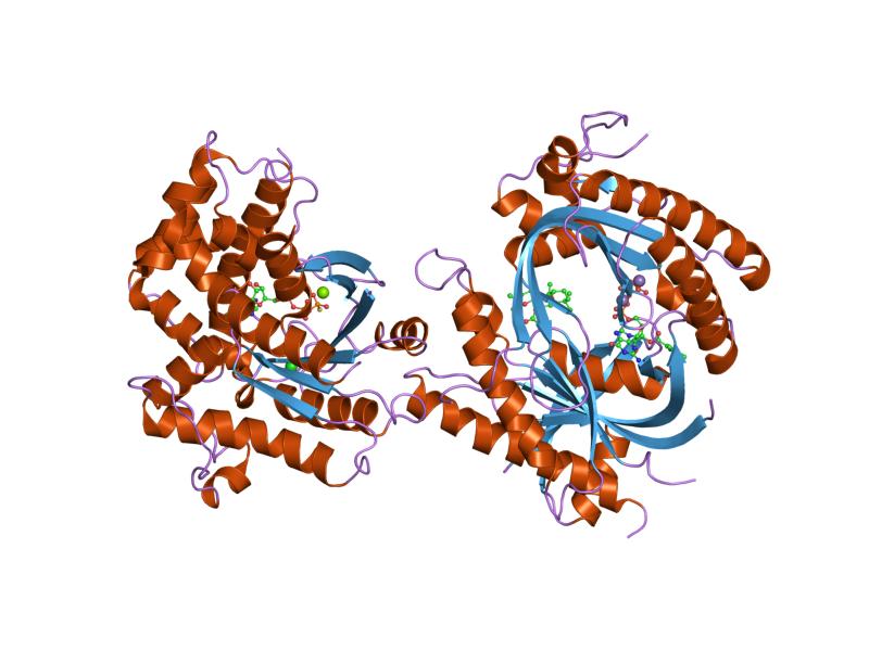 File:PDB 1tl7 EBI.jpg