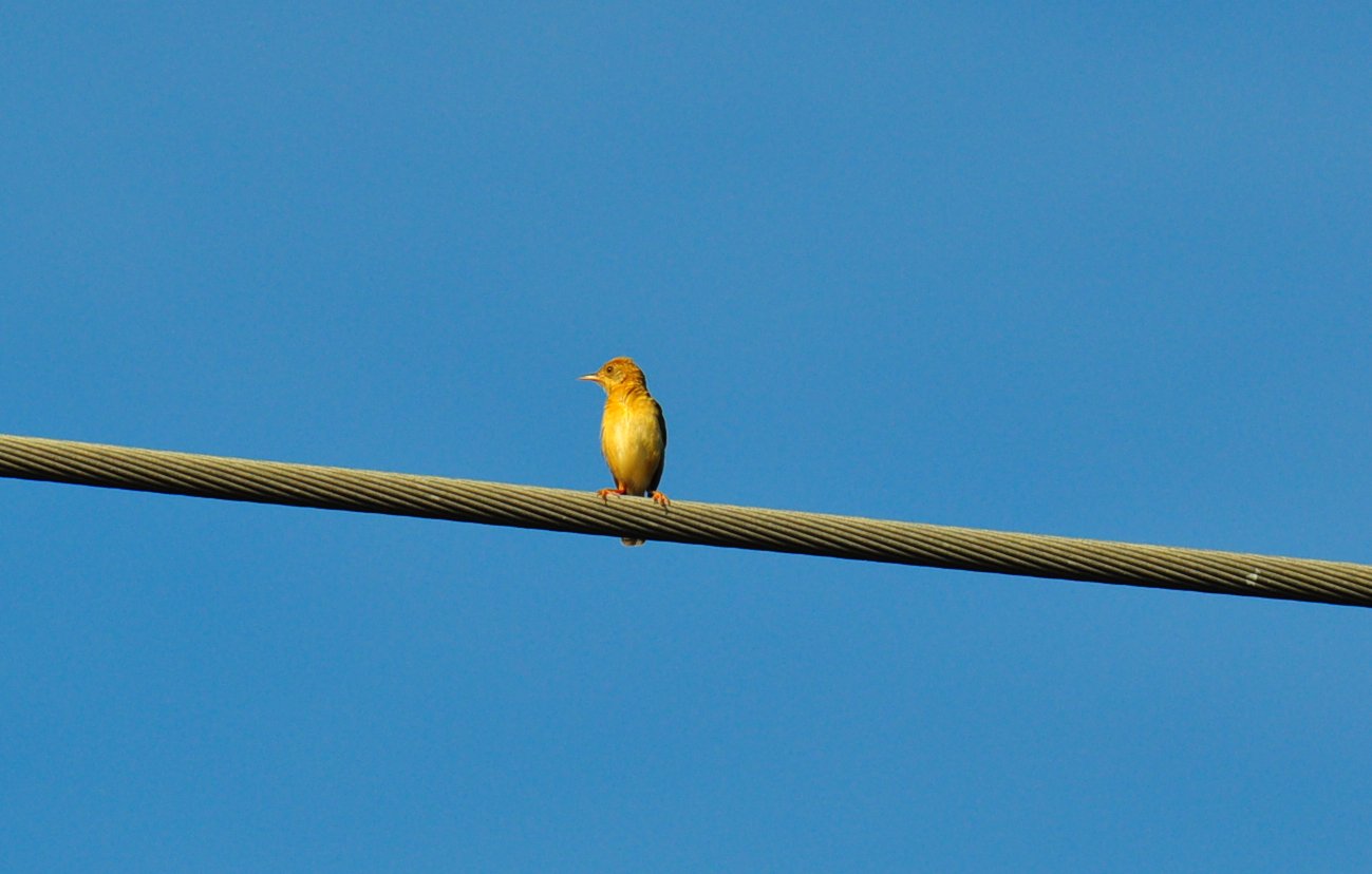 Scientific explanations of birds tapping on windows