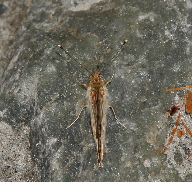 File:Painted Lady Vanessa cardui I IMG 6623.jpg