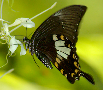 File:Papilio nephelus.jpg