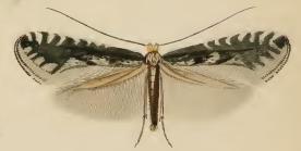 <i>Parornix petiolella</i> Species of moth