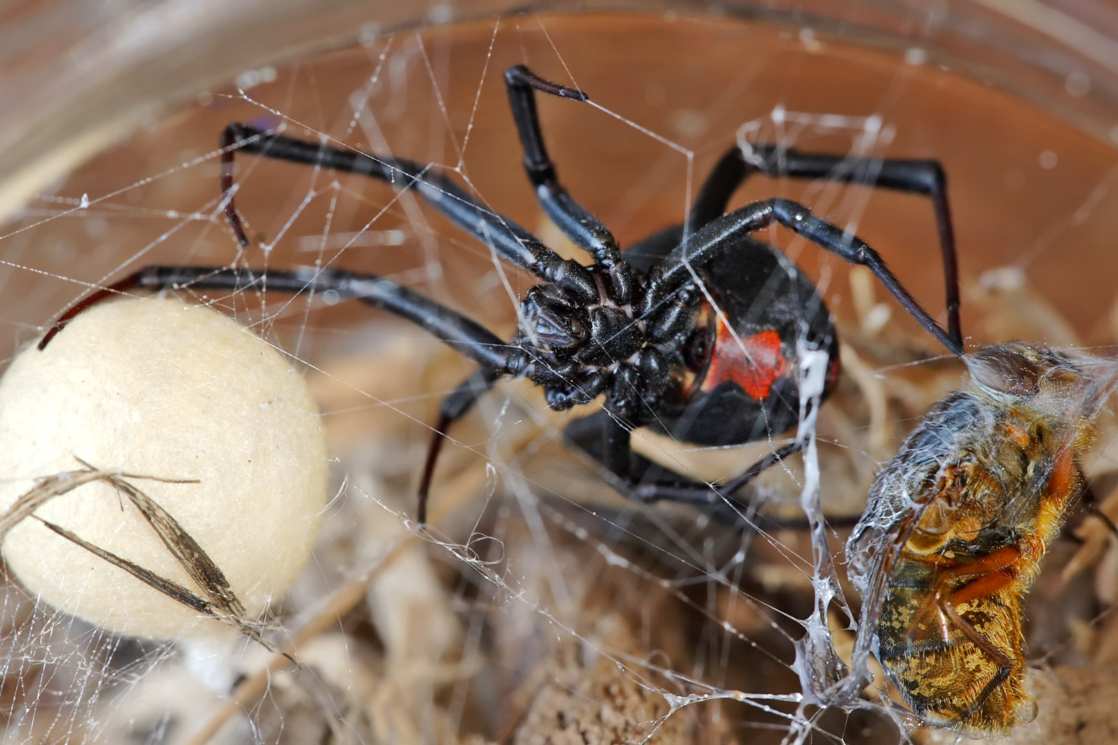 Опасные пауки. Latrodectus hasselti паук. Красноспинный паук австралийская вдова. Паук австралийская вдова (красноспинный паук)(Latrodectus hasselti). Воронковый паук-Ткач.