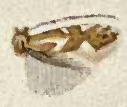 Phyllonorycter deceptusella