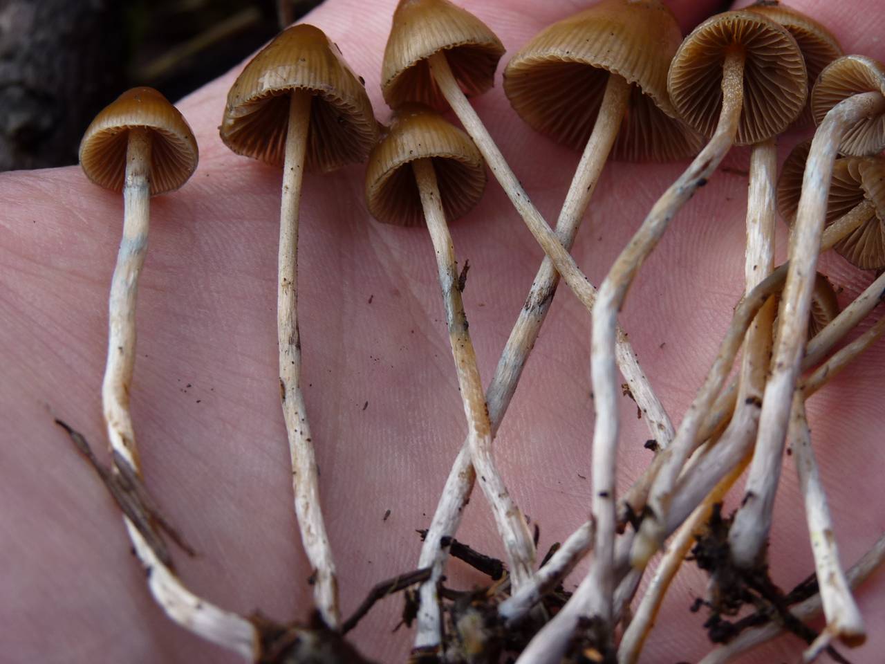 Psilocybe pelliculosa