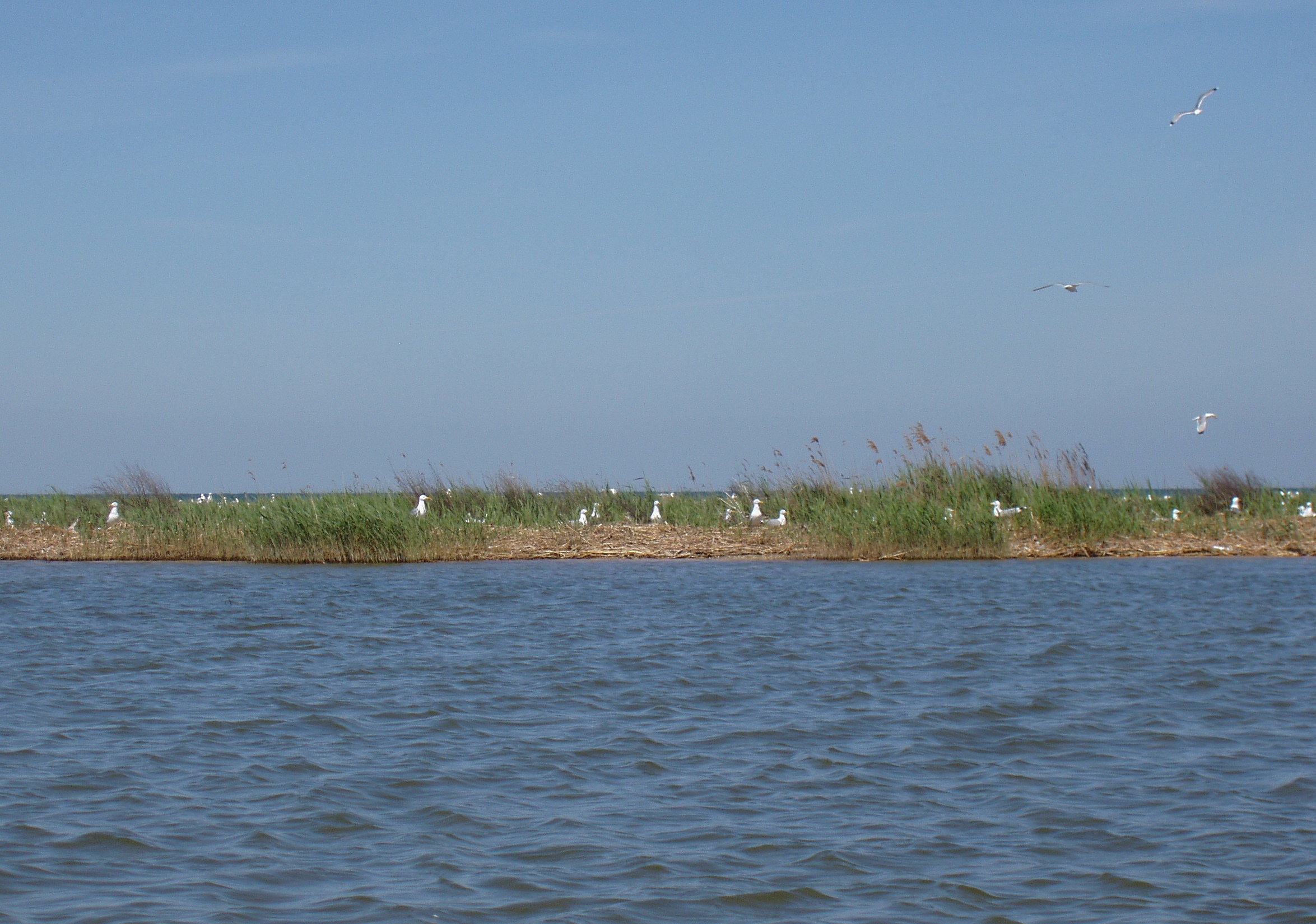 Ptichya Spit1-Danube Biosphere Reserve-Ukraine.JPG