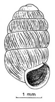 <i>Pupilla loessica</i> Species of gastropod