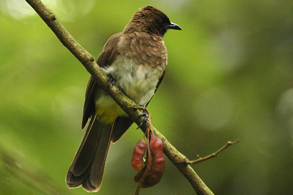 File:Pycnonotus tricolor Bwindi NP, Uganda.jpg