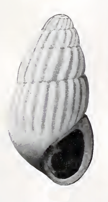 <i>Pyrgulina arfica</i> Species of gastropod