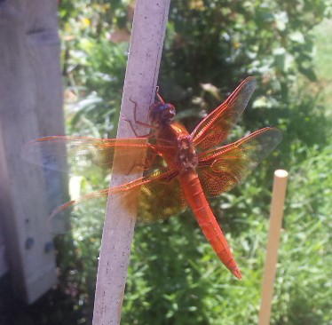 red dragonfly flying