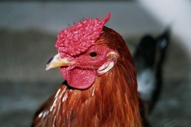 File:Rooster.jpg