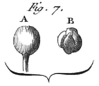 File:Rozier - Cours d’agriculture, tome 2, pl. 20 fig7.png