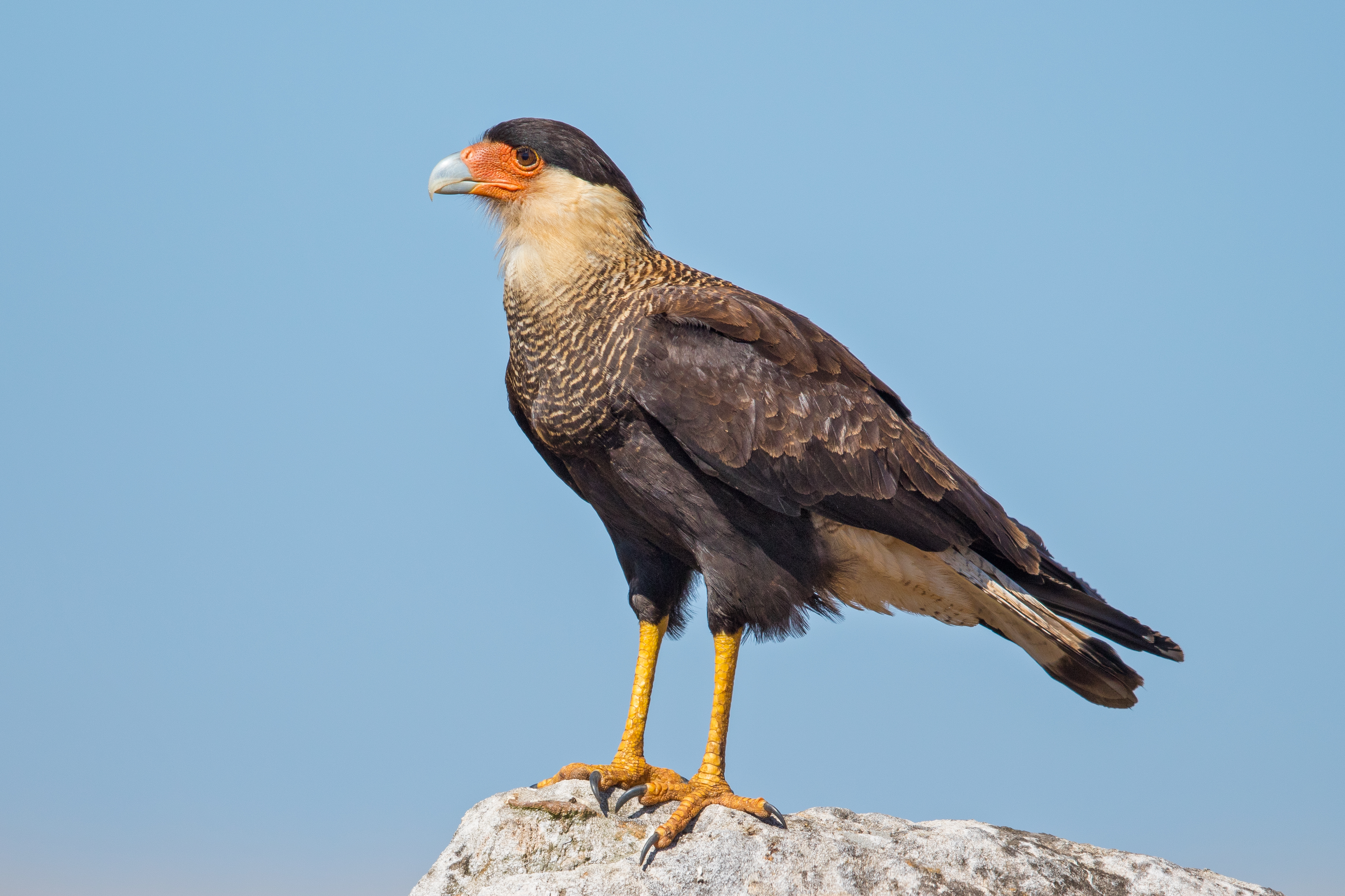 Crested caracara - Wikipedia