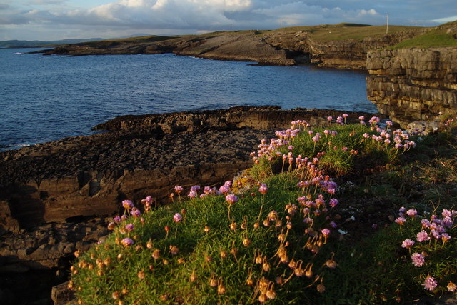 File:Seapink at St. John's Point - geograph.org.uk - 1312108.jpg