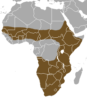 File:Striped Polecat area.png