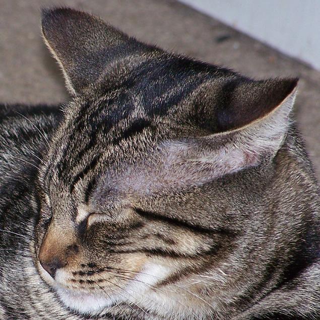 mackerel tabby kitten