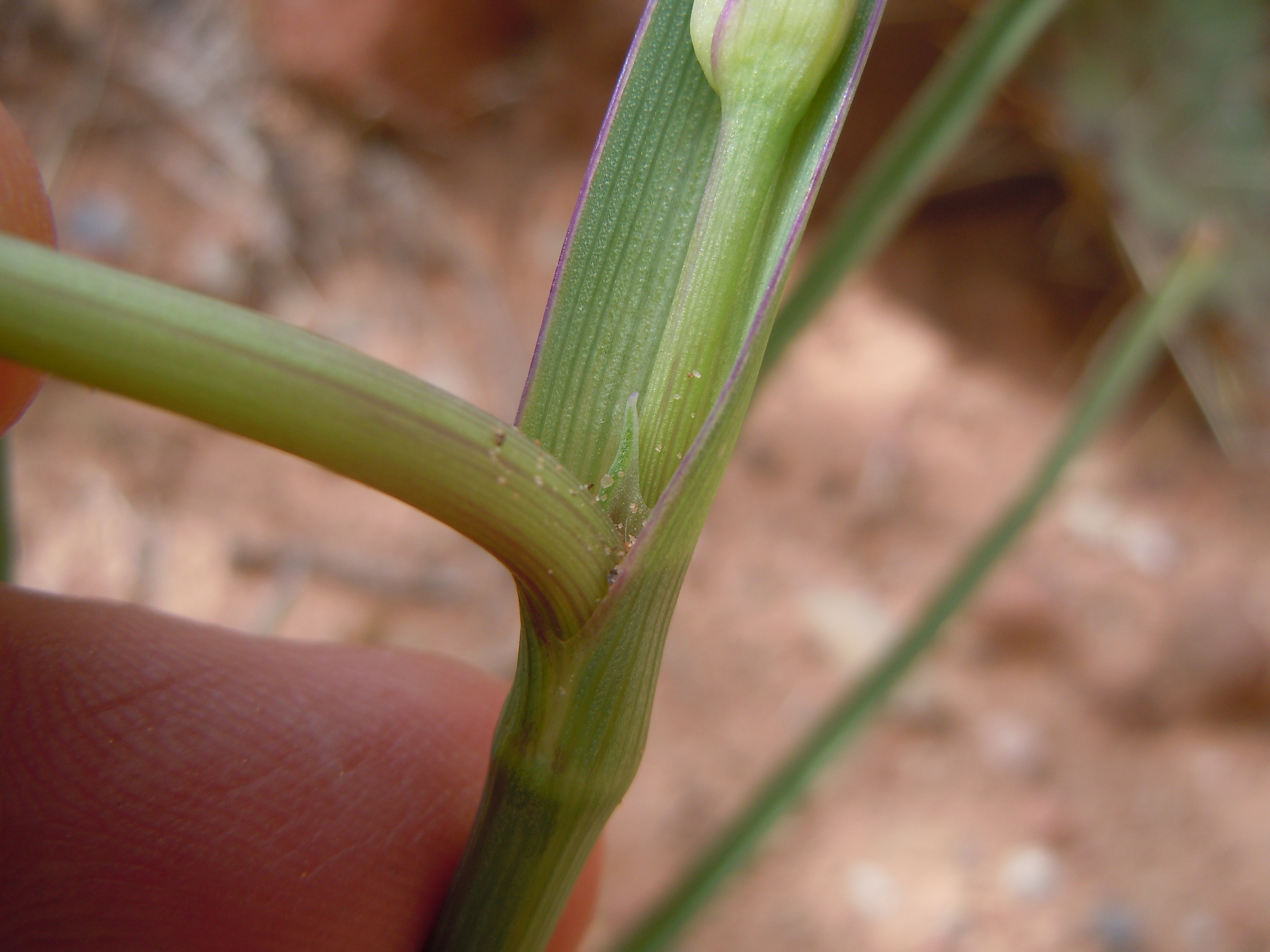 Традесканция почему сохнут. Tradescantia occidentalis. Клещ на традесканции. Трипсы на традесканции. Традесканция зеленая трипсы.