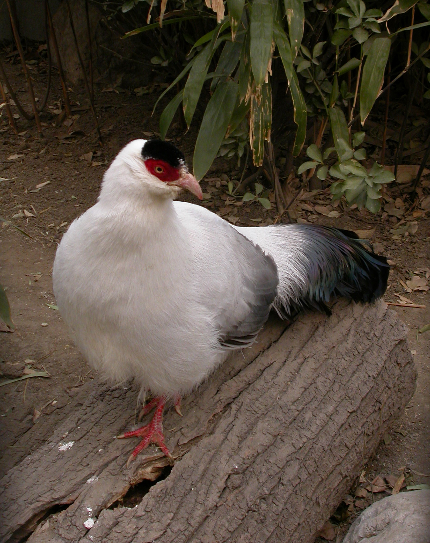 White Feathers - Wikipedia