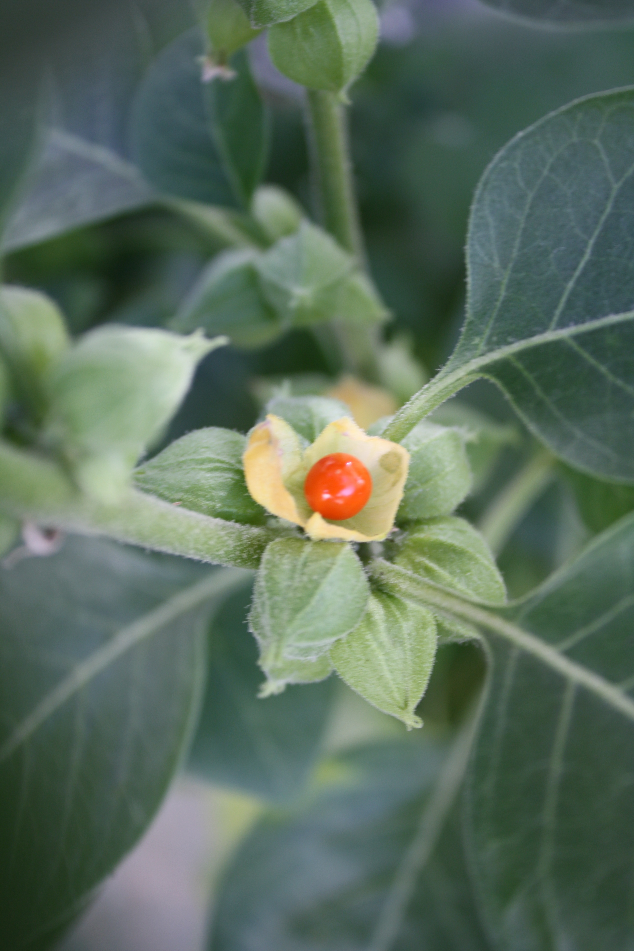 Ashwagandha Aswaganda Indian Ginseng Ayurveda Medicine Stock Photo  1207764886 | Shutterstock