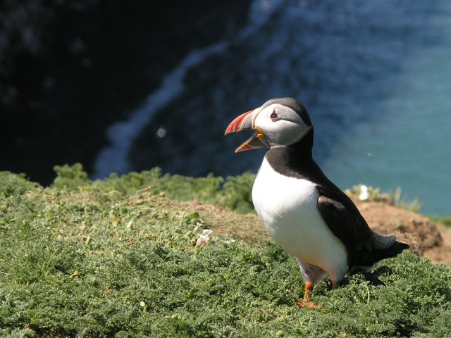 File:A puffin calls on the Wick on Skomer - geograph.org.uk - 1328606.jpg