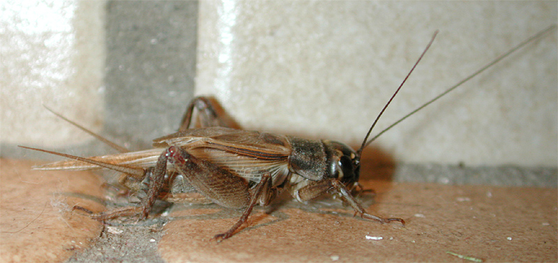 File:Acheta domesticus male 9243.jpg