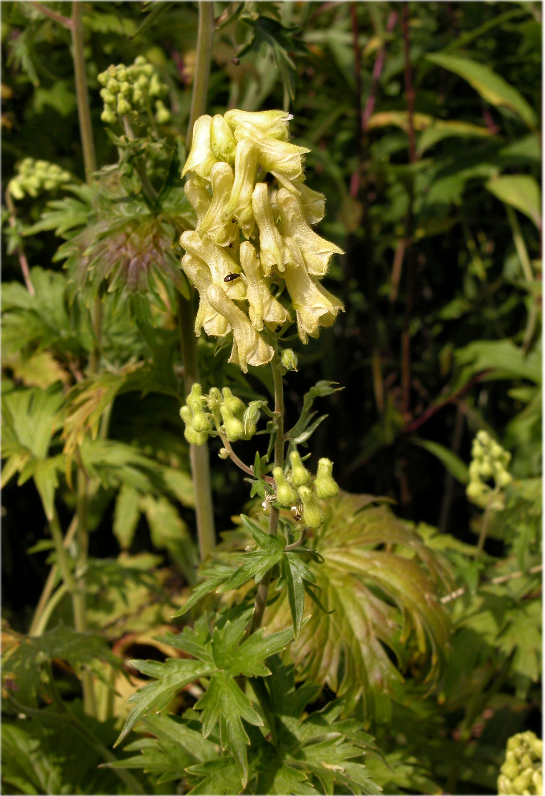 Aconitum lycoctonum