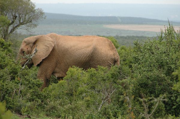 File:Addo National Park DSC 1103 (6291825).jpg