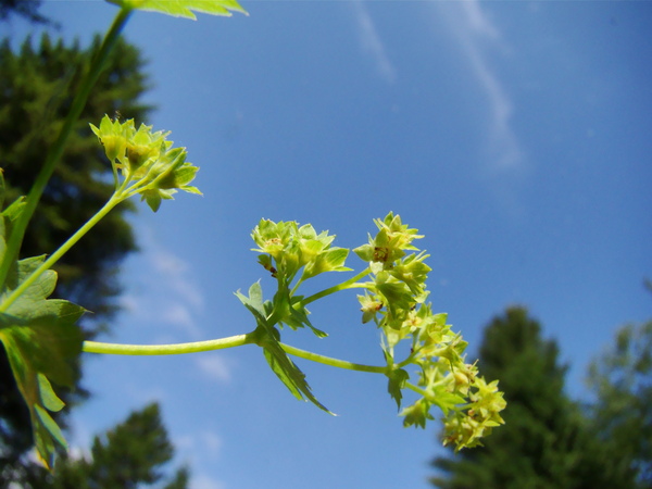 File:Alchemilla acutiloba inflorescence (02).jpg