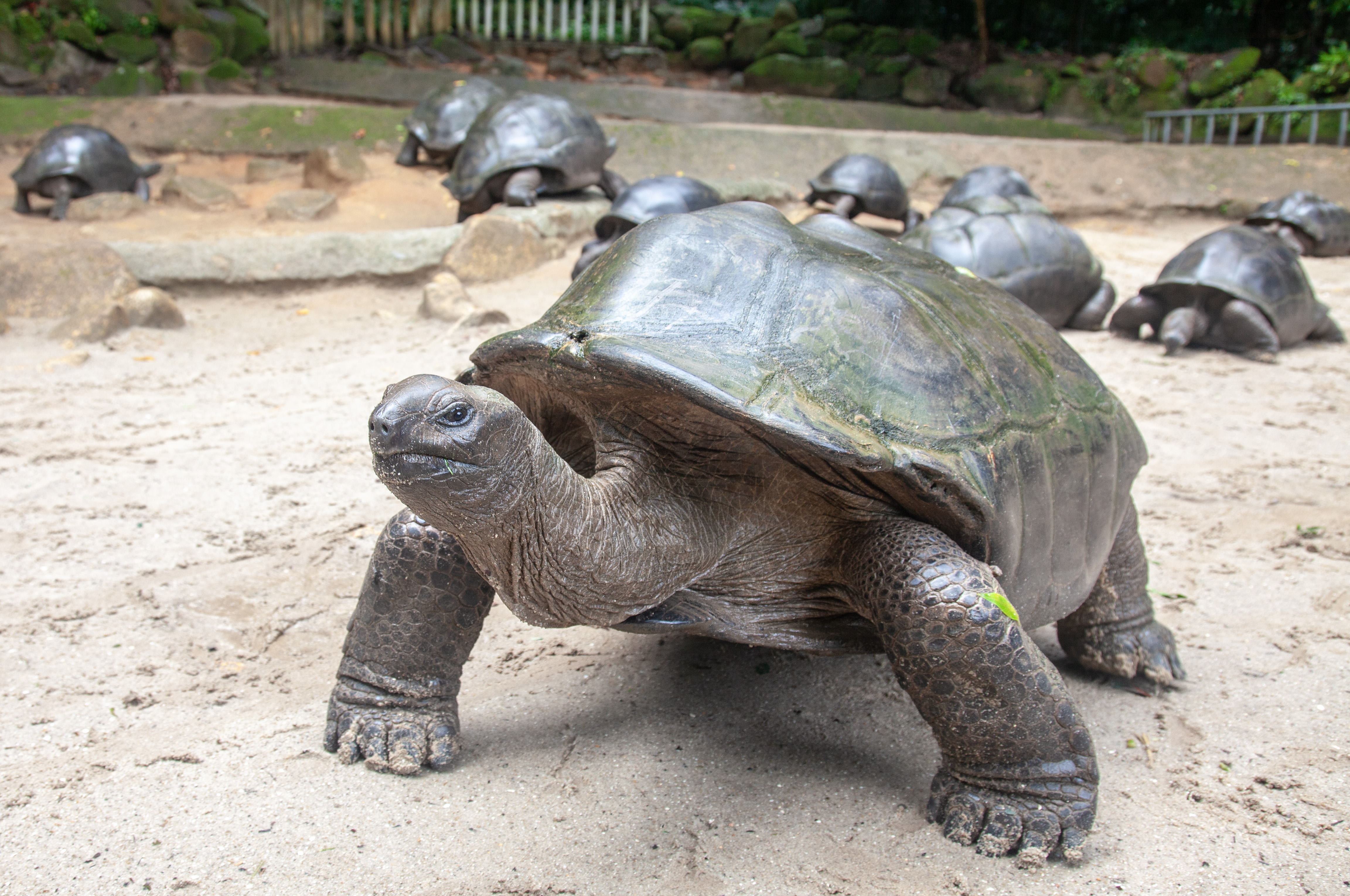 Масса черепахи. Aldabrachelys gigantea. Черепаха Альдабра. Гигантская черепаха. Черепашки настоящие.