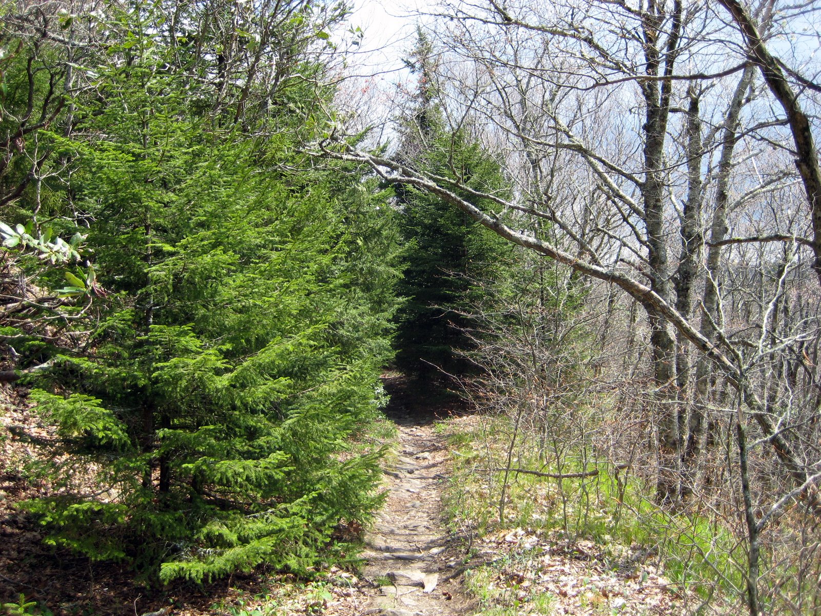 Photo of Art Loeb Trail