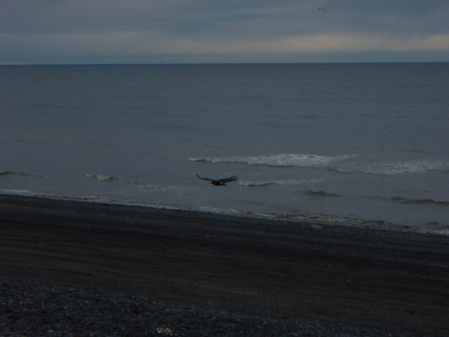 File:Bald Eagle looking for clams on Whiskey Gulch in Alaska 5-09 - panoramio.jpg