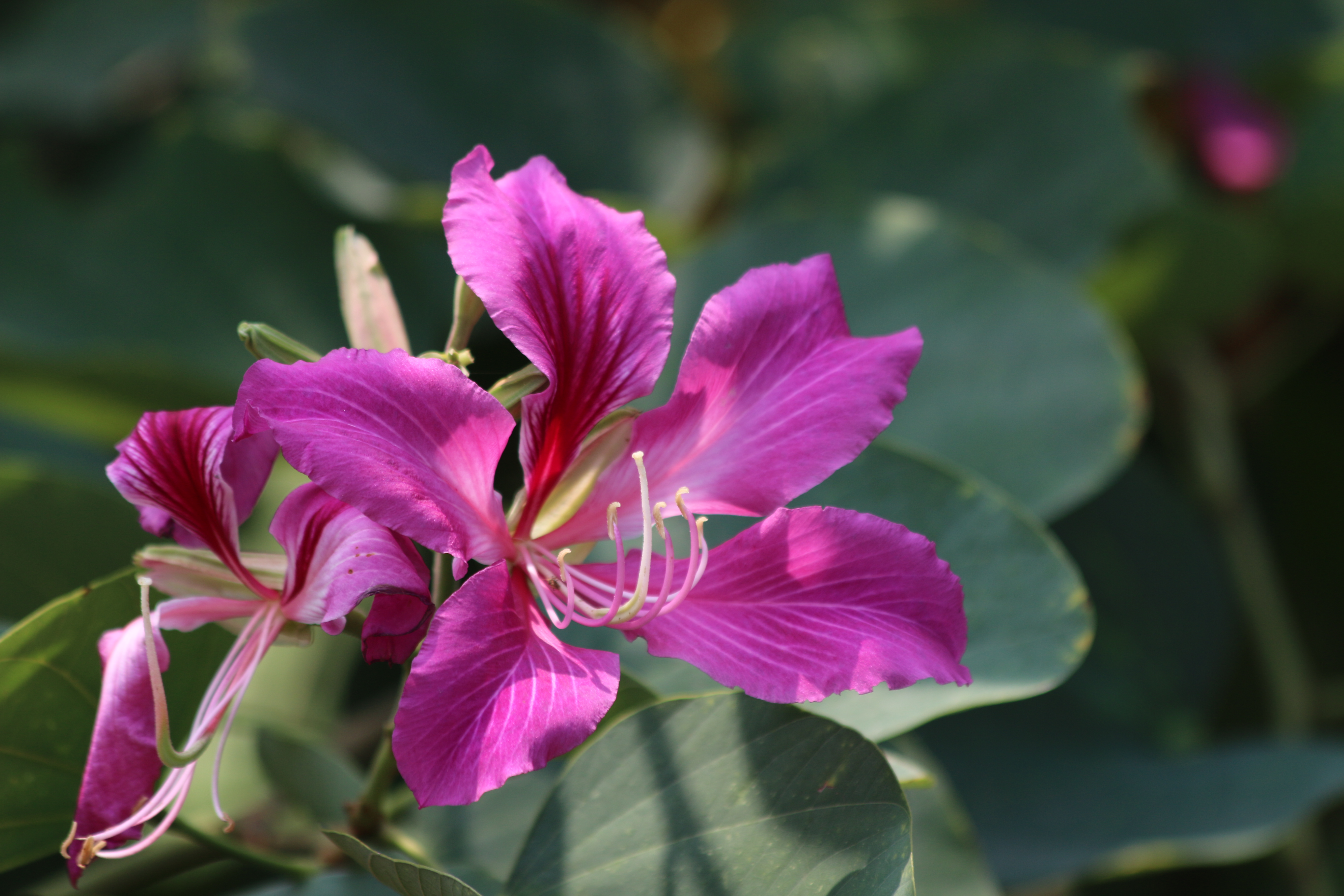 Баухиния. Баухиния орхидейное дерево комнатное. Bauhinia purpurea. Баухиния пестрая орхидейное дерево. Баухиния пурпурная орхидейное дерево.