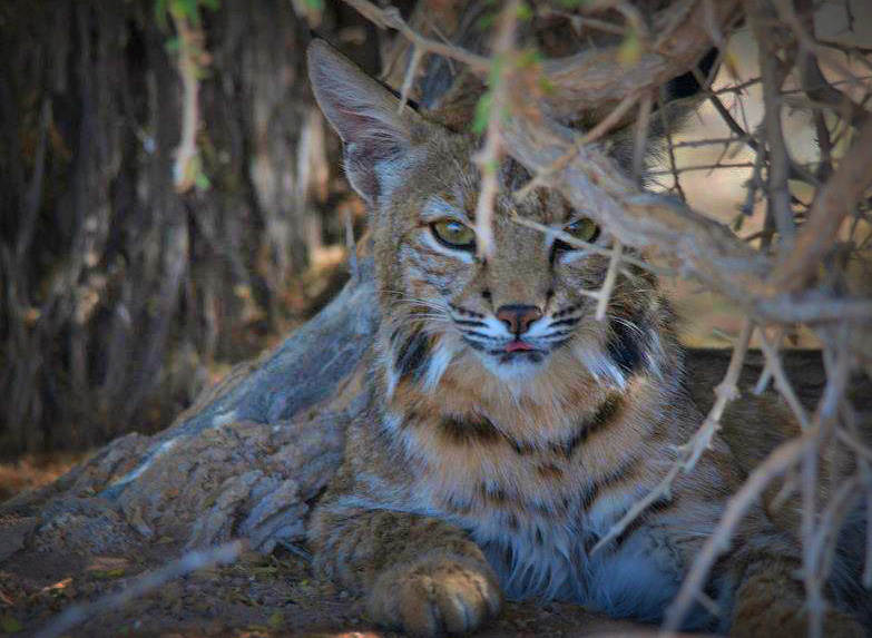 File:Bobcat at Sonny Bono National Wildlife Refuge (8816751130).jpg