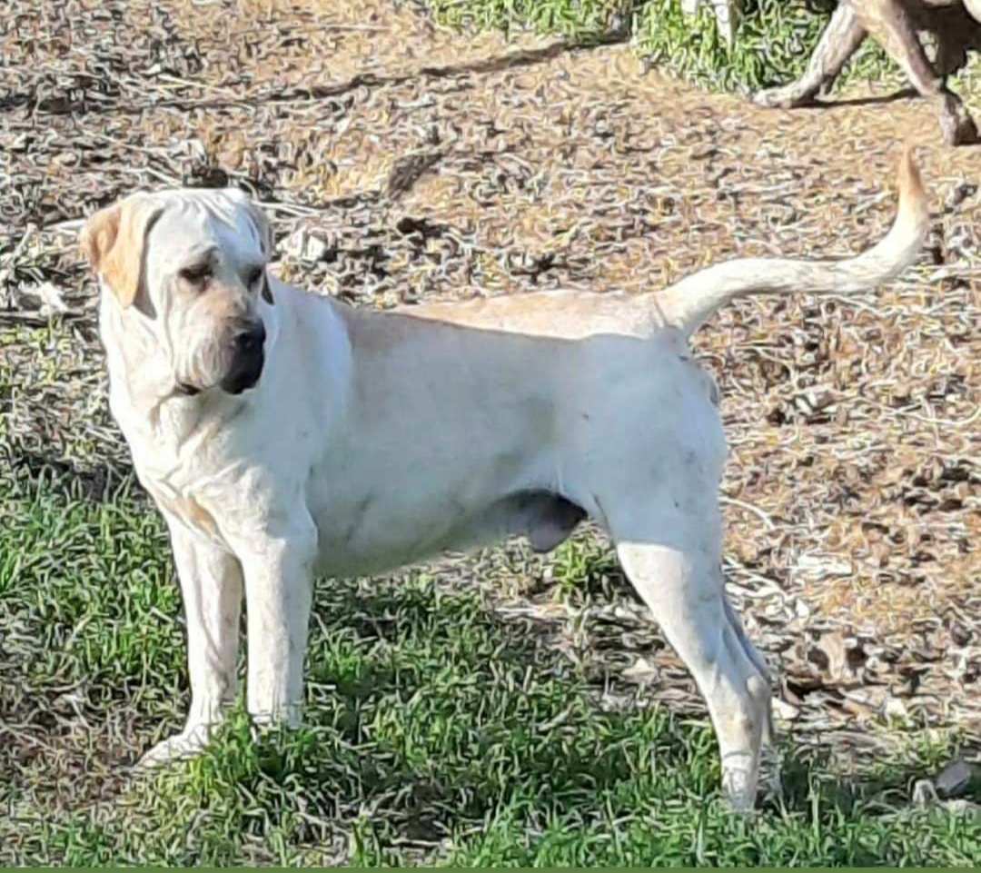 White Cane Corso (Straw Cane Corso): Facts, Origin & History (With  Pictures) – Dogster