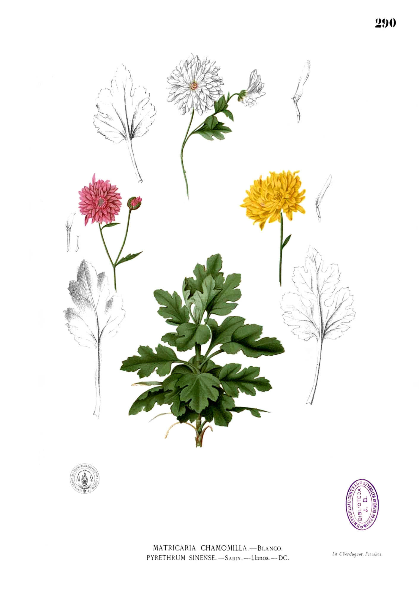 Chrysanthèmes, Plantes iconique de l'automne