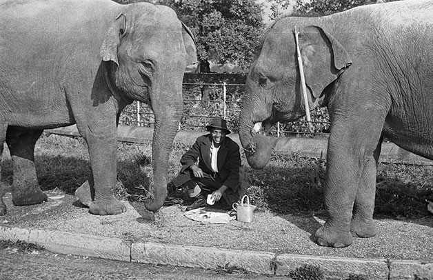 File:Circus elephants at Chirk (6684214259).jpg