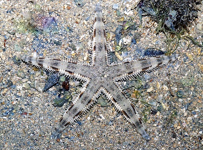 Biologi Echinodermata - Archaster typicus