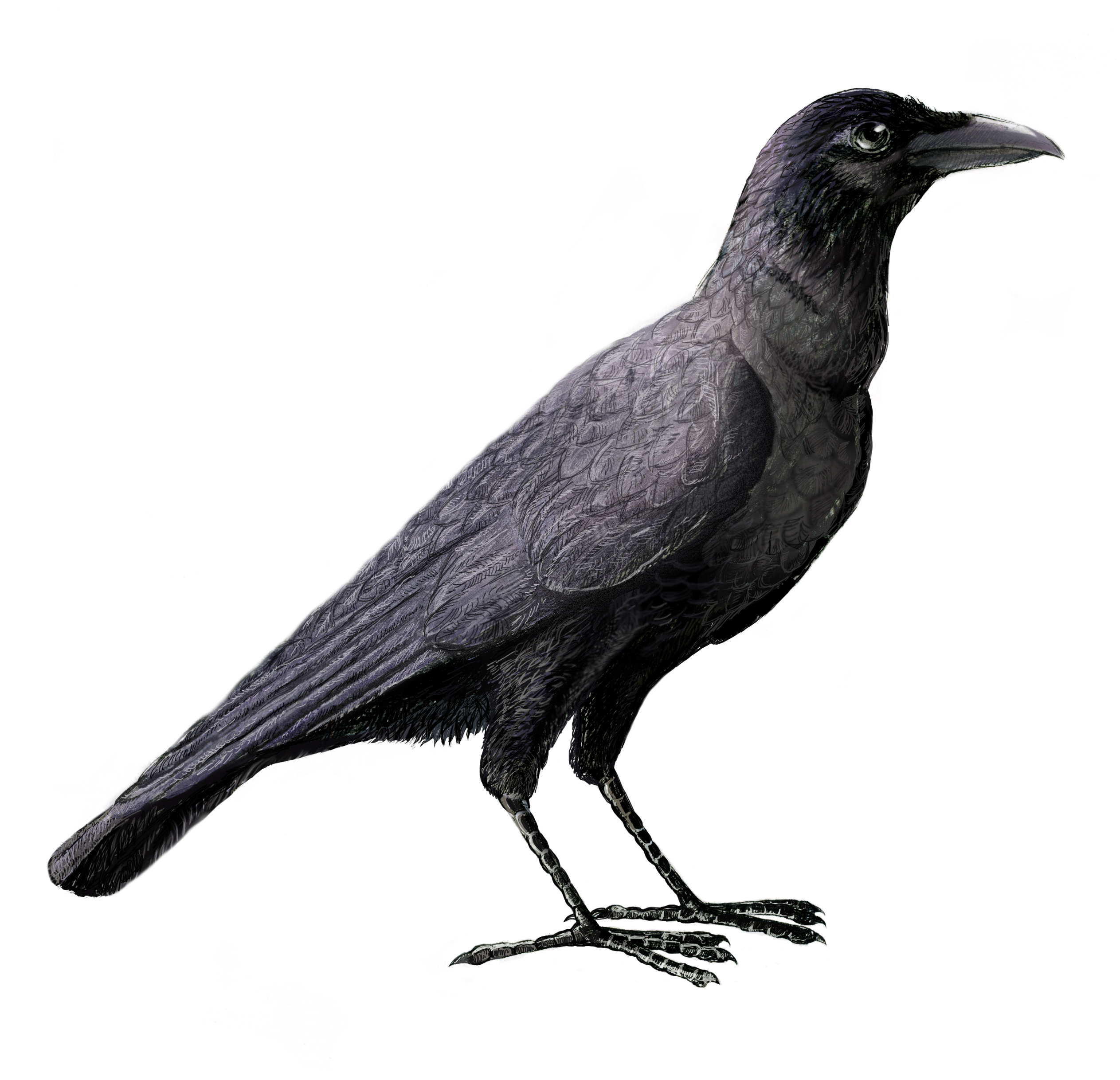 Corvus_enca.jpg