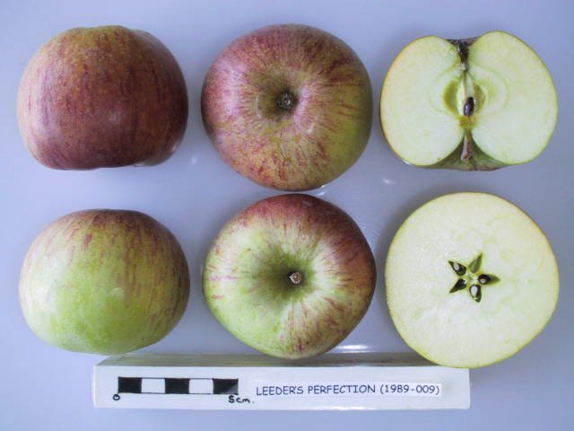 File:Cross section of Leeder's Perfection, National Fruit Collection (acc. 1989-009).jpg